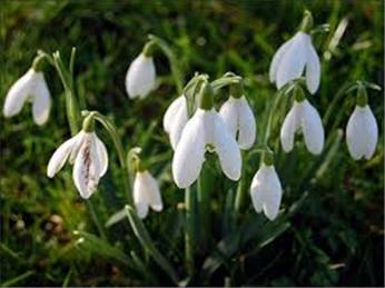 Snowdrop Sunday - Cancelled